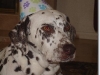 Brownie's 5th Bday Party