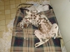 The Puppy Years