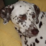 Image for Our Brownie Girl