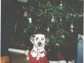 brownie-dressed-up.jpg