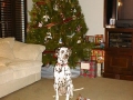 timid-gift-opener.jpg