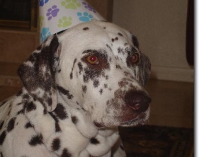 Brownie's 5th Birthday